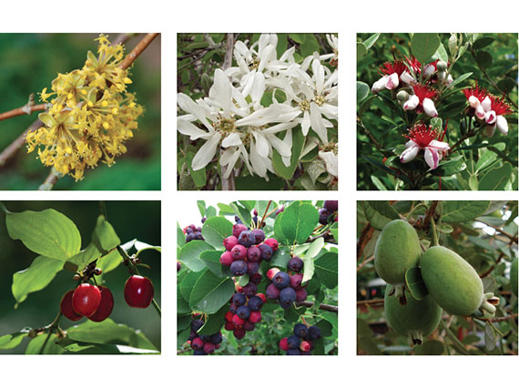 El jardn comestible: 8 arbustos de pequeos frutos