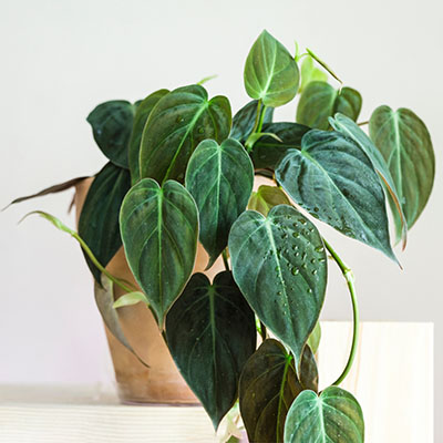 Philodendron scandens Micans 