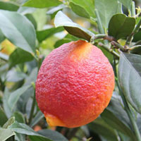 Limn rojo (Citrus limon Rosso
