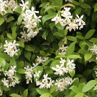 Jazmn chino (Trachelospermum jasminoides)