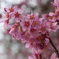 Prunus Okame 
