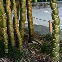 Bamb concha de tortuga