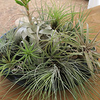 Un tiesto de tillandsias