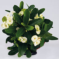 Euphorbia milii Hermes