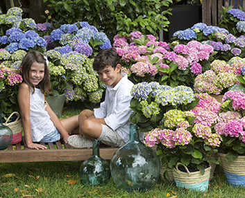 Una hortensia que cambia cuatro veces de color