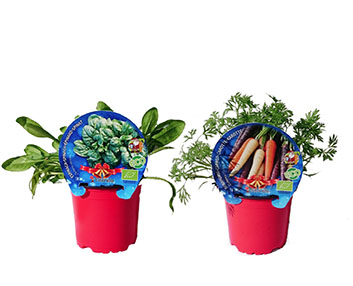Colección navideña de planteles ecológicos