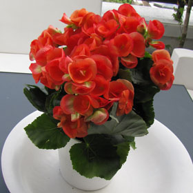 verdeesvida :: Begonia de flor