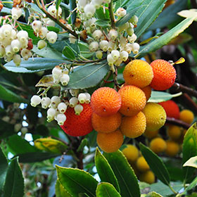 verdeesvida :: Madroño