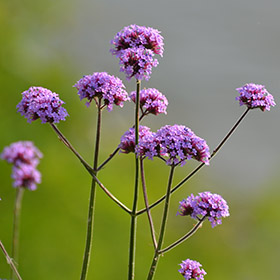 Featured image of post Verbena Planta Cuidados Las verbenas son en realidad todo un g nero de plantas rastreras con alrededor de 250 especies