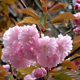 verdeesvida :: Cerezo de flor japonés
