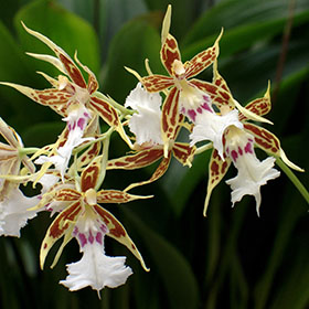 verdeesvida :: Orquídea Tigre