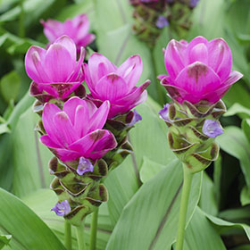 verdeesvida :: Cúrcuma, Tulipán de Siam