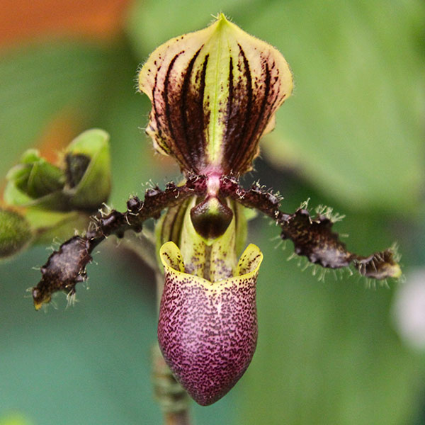 verdeesvida :: Orquídea Zapatilla de Venus