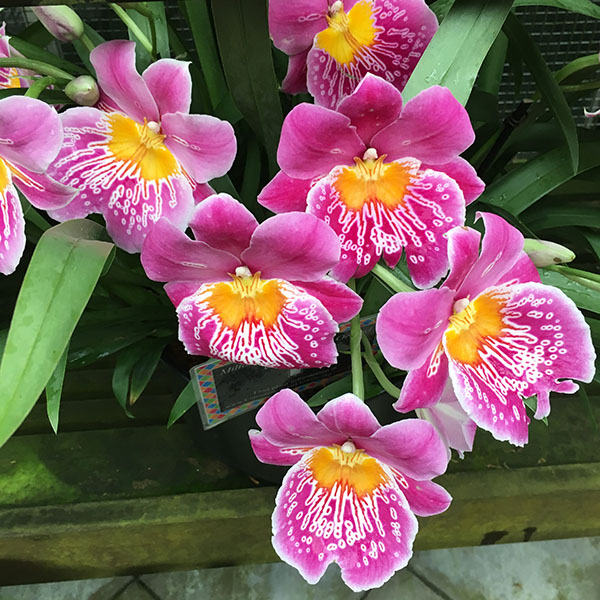 verdeesvida :: Orquídeas Pensamiento, Miltonia