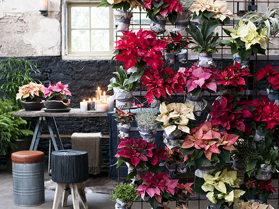 Poinsettias: no solo para la decoración navideña