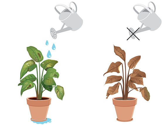 Los errores que hacen sufrir a tus plantas