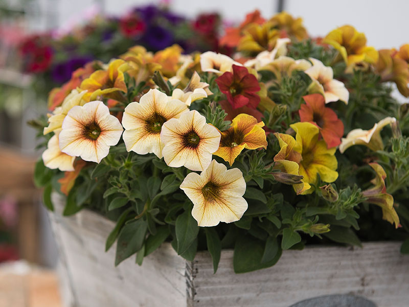 Petunias: reinventando a la reina del verano