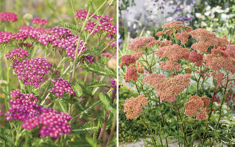 Achillea millefolium: milenramas a todo color