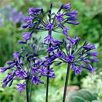 Agapanthus Back in Black 