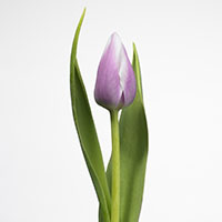 Tulipán (Tulipa spp.)