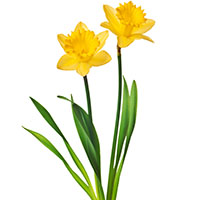 Narciso (Narcissus spp.)
