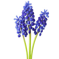  Muscari o nazareno (Muscari armeniacum)