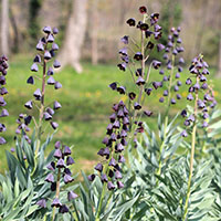 Fritillaria persica