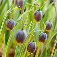 Fritillaria uva-vulpis