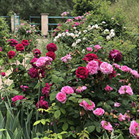 Rosas rosadas, rojas y blancas
