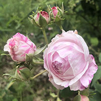 Rosa damascena ‘Lancaster and York’ 