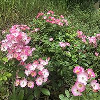 Rosa ‘Ballerina’* 