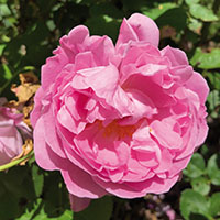 Rosa ‘Mary Rose’ 