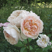 Rosa ‘Evelyn’ 