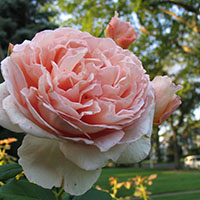 Rosa ‘Abraham Darby’ 