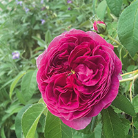 Rosa gallica ‘Charles de Mills’* 