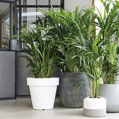 El tamaño del contenedor importa