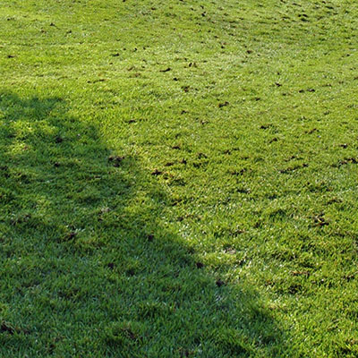 Una pradera recin aireada