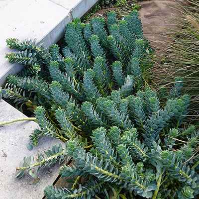 Euphorbia myrsinites