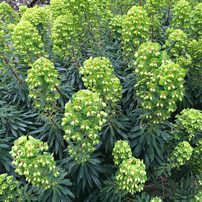 Euphorbia x martinii