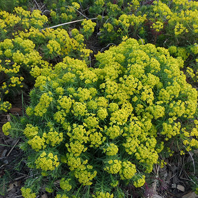 Euphorbia cyparissias
