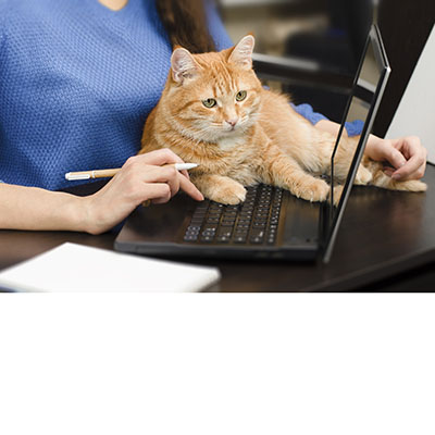 Teletrabajando junto a un gato