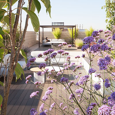 Pequeños corimbos lilas