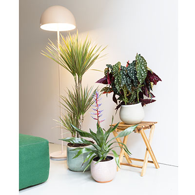 Con solo tres plantas...