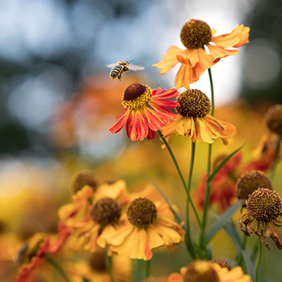 Helenium ‘Sahin’s Early Flowerer’