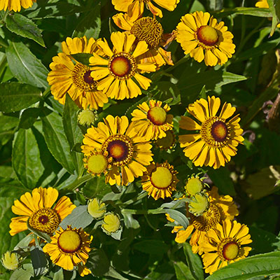 Helenium Zimbelstern