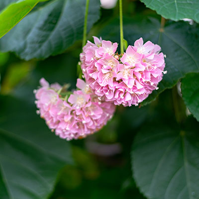 Flores de dombeya