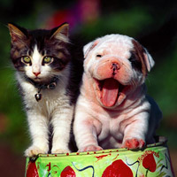 Escenarios 3 y 4: Gato conoce a perro y perro conoce a gato
