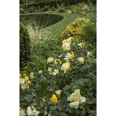 Rosa polyantha ‘Bet Figueras’