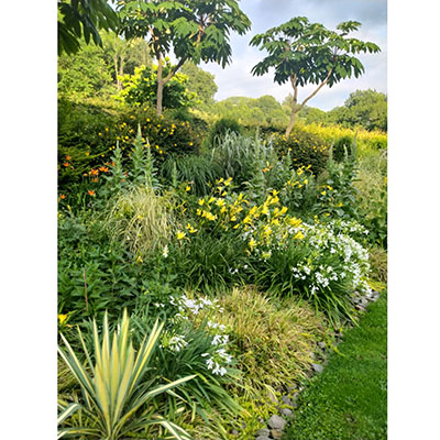 Lirios de día y agapantos enanos