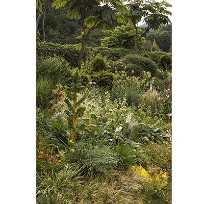 Acelgas de tallo amarillo